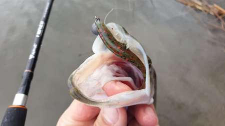 Слаг, переловивший много рыбы Слаг, переловивший много рыбы