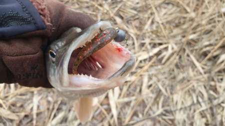 Слаг, переловивший много рыбы Слаг, переловивший много рыбы