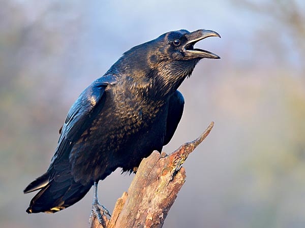 Тимоновский мошенник