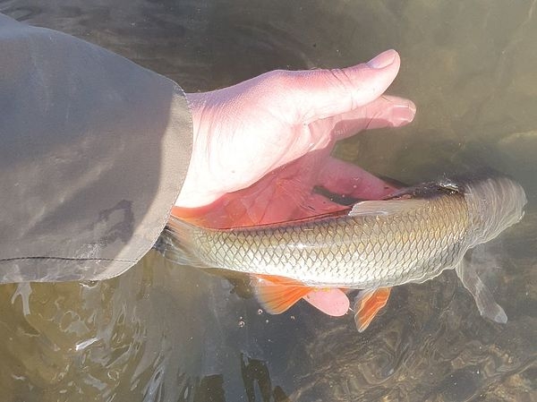 В Ростовской области начался сезон ловли голавля нахлыстом