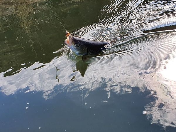 В Ростовской области начался сезон ловли голавля нахлыстом
