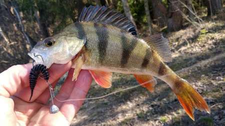 Весенний джиг-риг + мягкий силикон Весенний джиг-риг + мягкий силикон