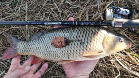 Весенний карп 2020 в Беларуси Весенний карп 2020 в Беларуси