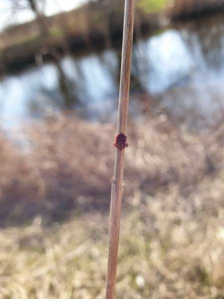 Весна и поппер