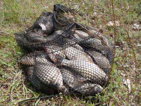 Впервые на 15-й за карасем