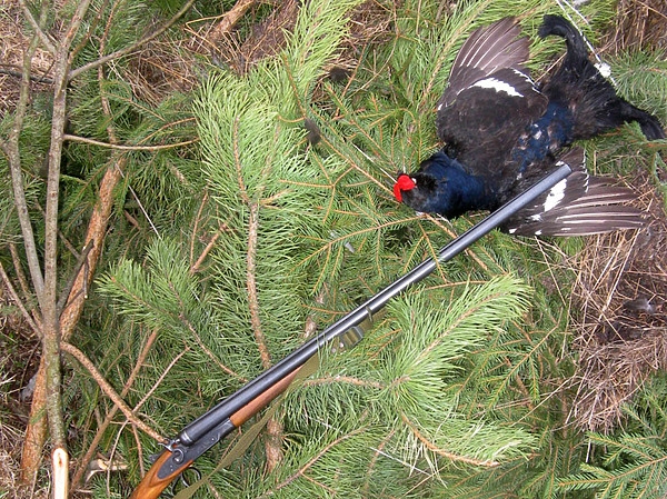 За тетеревами в Переславль