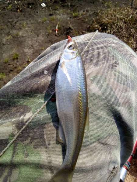 За уклейкой на пруд Агеевский