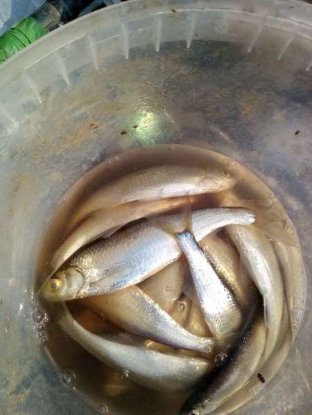 За уклейкой на пруд Агеевский