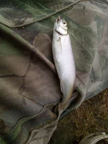 За уклейкой на пруд Агеевский