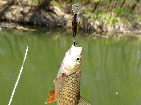 Абрикос отцвел – пора за голавлём Абрикос отцвел – пора за голавлём