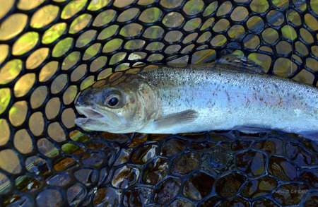 Бассейн с пираньями Бассейн с пираньями