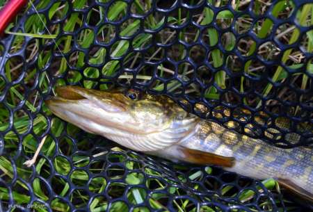 Бассейн с пираньями Бассейн с пираньями