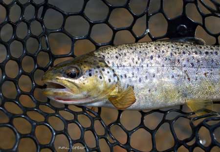 Бассейн с пираньями Бассейн с пираньями