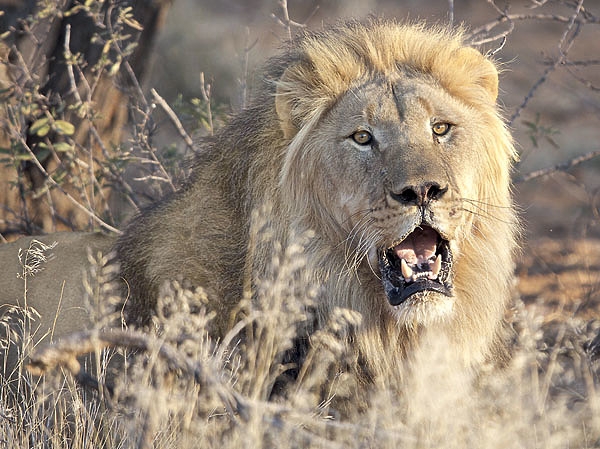 Что могут короли?