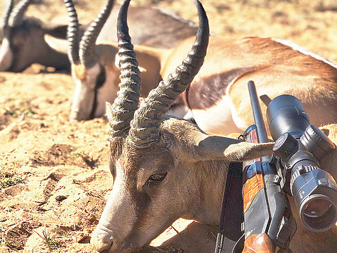 Что могут короли?