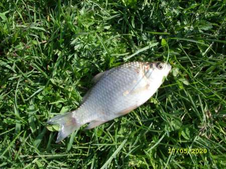 Деревенские караси-2