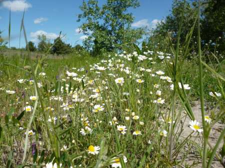 Холостой дубль Холостой дубль