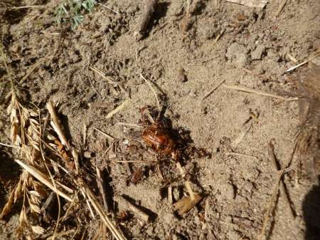 Холостой дубль Холостой дубль