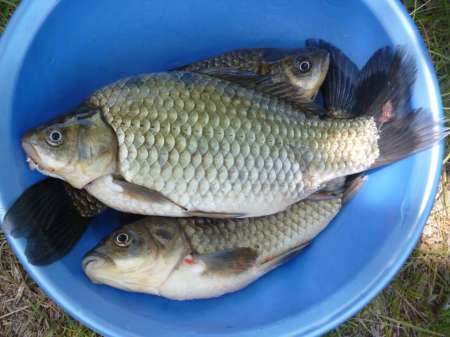 Холостой дубль Холостой дубль