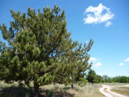 Холостой дубль Холостой дубль