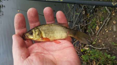 Карась на Горелом