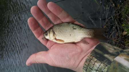 Карась на Горелом