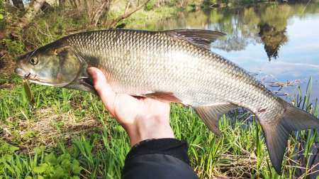 Ловля трофейного жереха на реке Ловля трофейного жереха на реке
