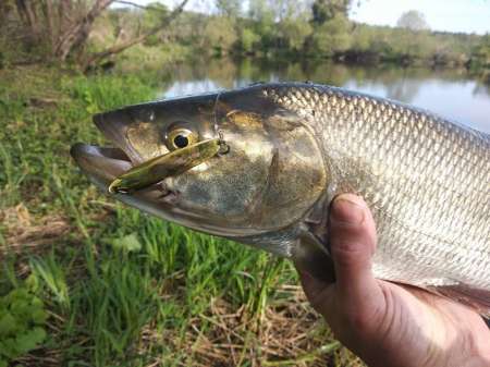 Ловля трофейного жереха на реке Ловля трофейного жереха на реке