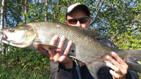 Ловля трофейного жереха на реке Ловля трофейного жереха на реке