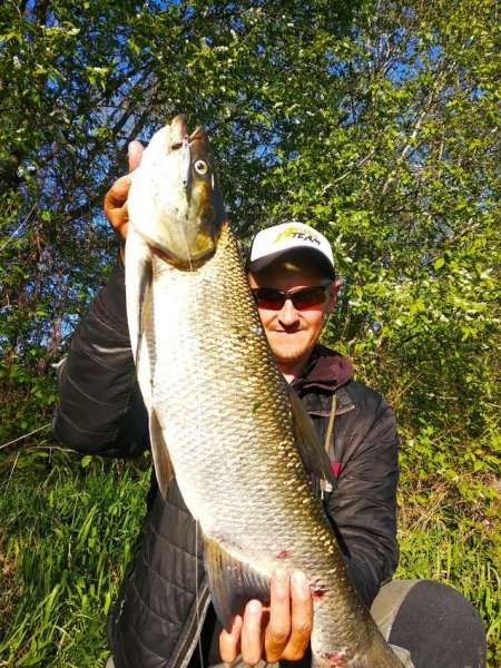 Ловля трофейного жереха на реке Ловля трофейного жереха на реке