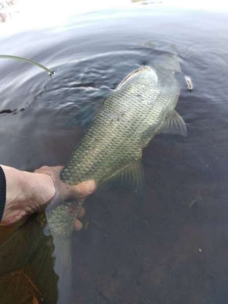 Ловля трофейного жереха на реке Ловля трофейного жереха на реке