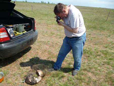 Маис рулит Маис рулит