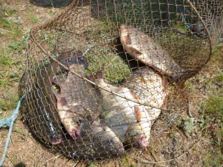 Маис рулит Маис рулит