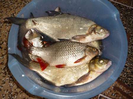 Маис рулит Маис рулит