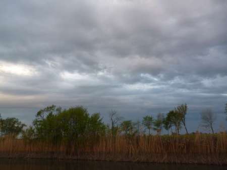 Маис рулит Маис рулит