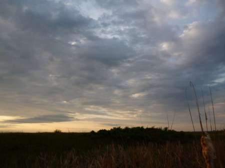 Маис рулит Маис рулит