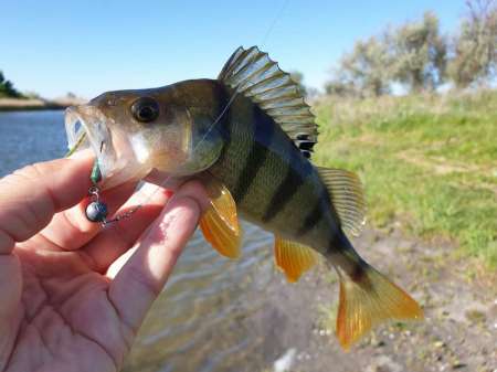 Микроджиг. На одну приманку весь день. Микроджиг. На одну приманку весь день.