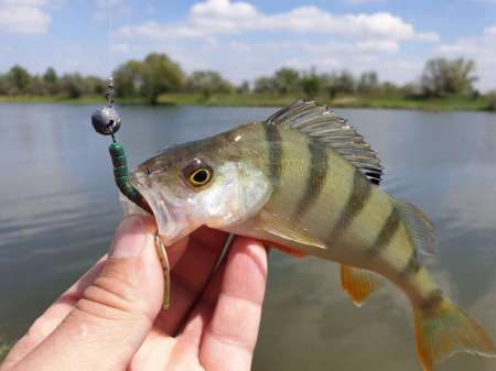 Микроджиг. На одну приманку весь день. Микроджиг. На одну приманку весь день.