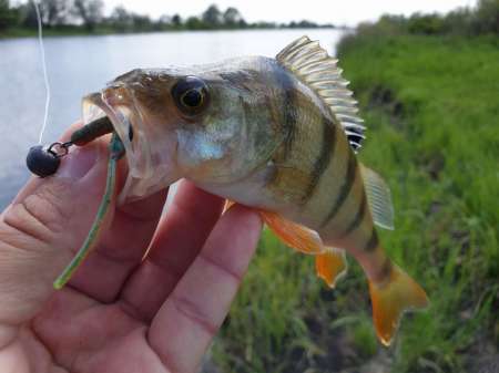 Микроджиг. На одну приманку весь день. Микроджиг. На одну приманку весь день.