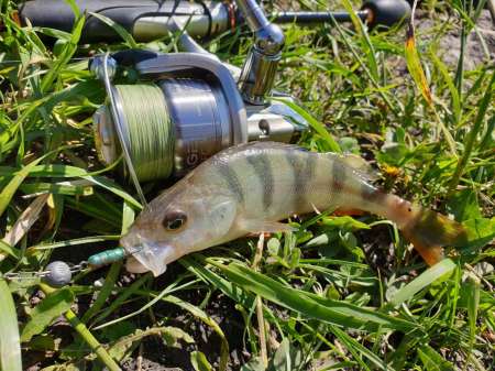 Микроджиг. На одну приманку весь день. Микроджиг. На одну приманку весь день.