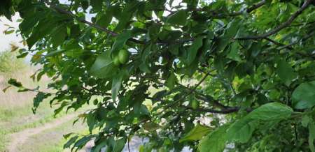 Окунь, окунь и только окунь... Окунь, окунь и только окунь...