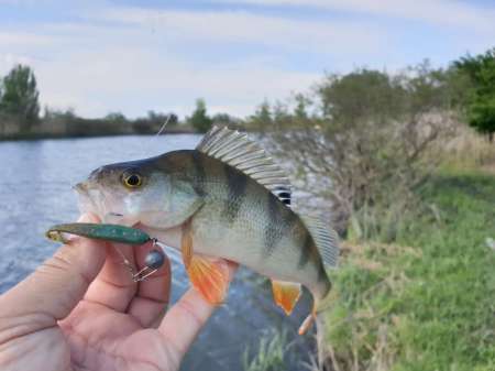 Окунь, окунь и только окунь... Окунь, окунь и только окунь...
