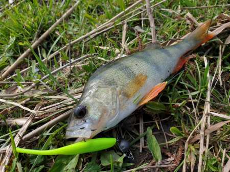 Окунь, окунь и только окунь... Окунь, окунь и только окунь...