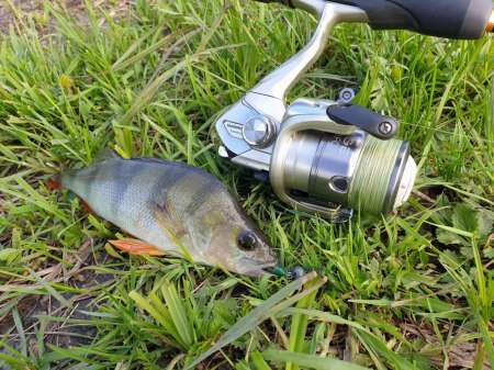 Окунь, окунь и только окунь... Окунь, окунь и только окунь...