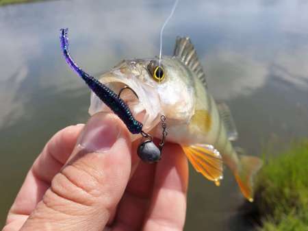 Окунь, окунь и только окунь... Окунь, окунь и только окунь...