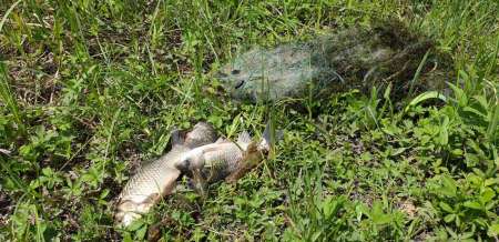 Окунь, окунь и только окунь... Окунь, окунь и только окунь...