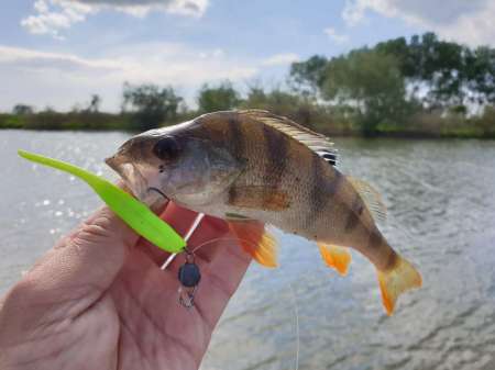 Окунь, окунь и только окунь... Окунь, окунь и только окунь...