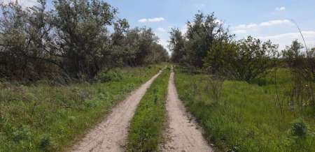 Окунь, окунь и только окунь... Окунь, окунь и только окунь...