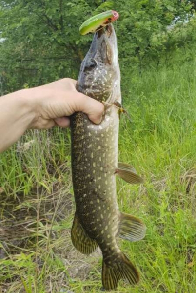 Отличный воблер на щуку летом. Топвотер (Тopwater). Отличный воблер на щуку летом. Топвотер (Тopwater).