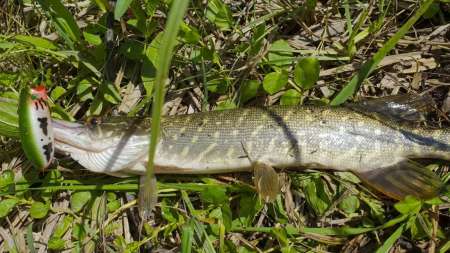 Отличный воблер на щуку летом. Топвотер (Тopwater). Отличный воблер на щуку летом. Топвотер (Тopwater).